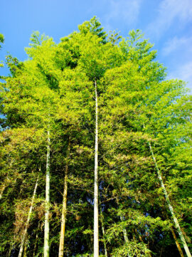 {{brizy_dc_image_alt imageSrc=